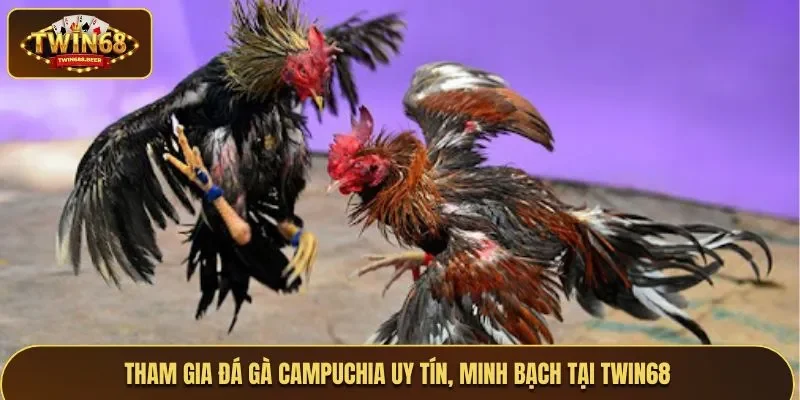 Đá gà Campuchia